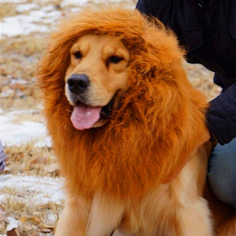 Dog wearing a lion mane costume