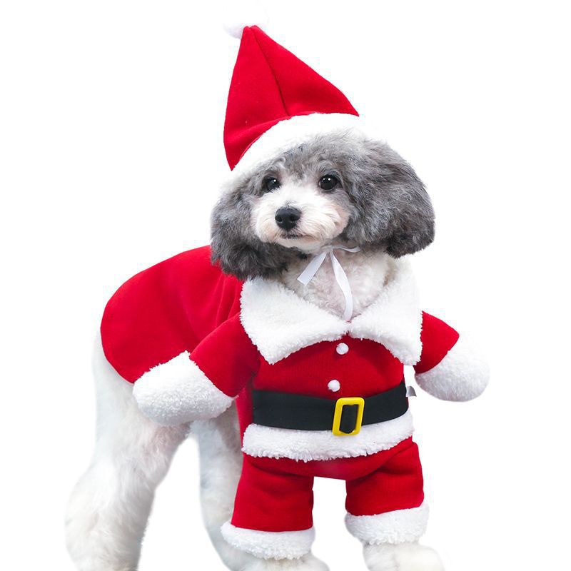 Small dog wearing a red Santa suit with hat