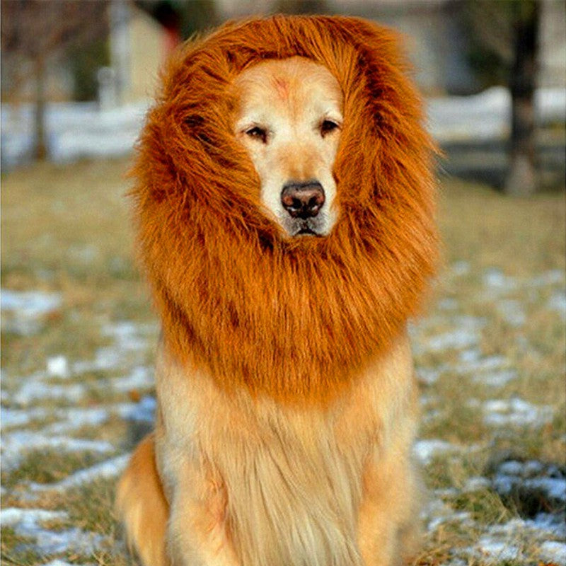 Lion mane costume on a large dog