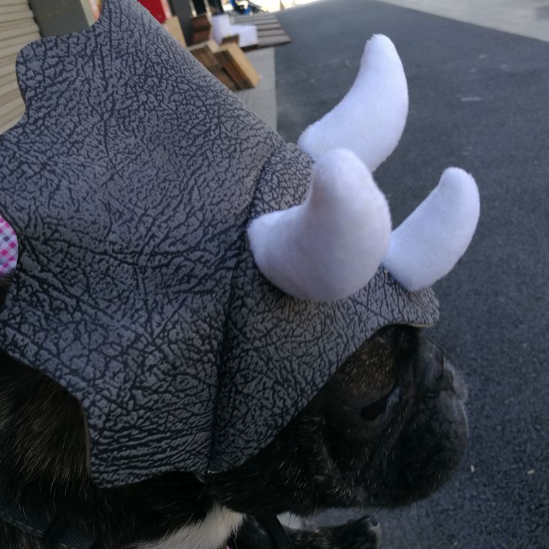 Dinosaur Hat for Dogs and Cats, view 4